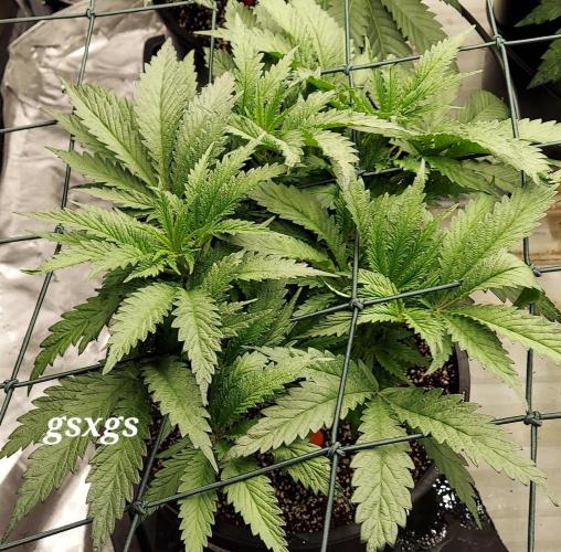 The Garden 2023-2 - HSC and Homebrew. Week 7 - 46 days