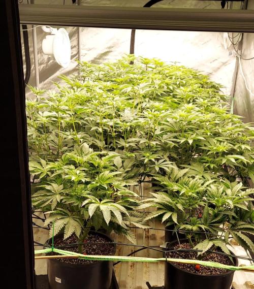 The Garden 2023-2 - HSC and Homebrew. Week 8