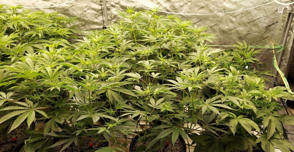 The Garden 2023-2 - HSC and Homebrew. Week 8