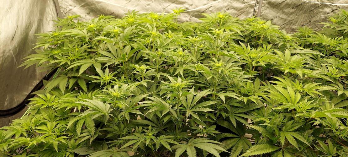 The Garden 2023-2 - HSC and Homebrew. Week 8