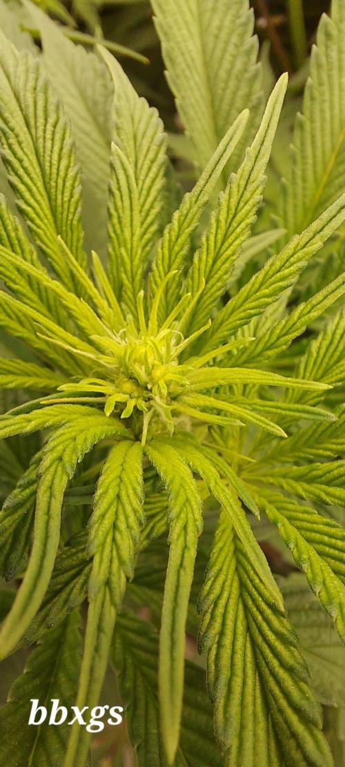 The Garden 2023-2 - HSC and Homebrew. Week 8