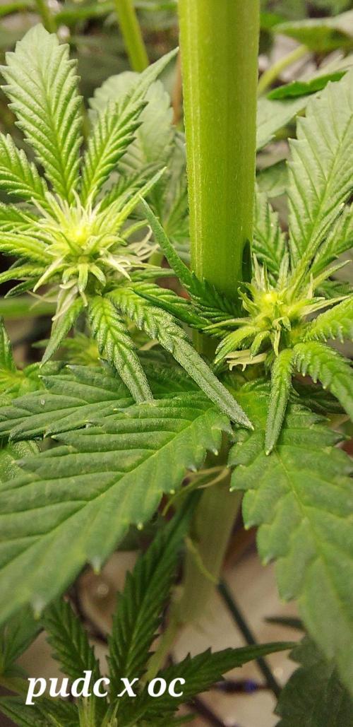 The Garden 2023-2 - HSC and Homebrew. Week 8