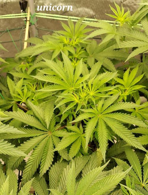The Garden 2023-2 - HSC and Homebrew. Week 8