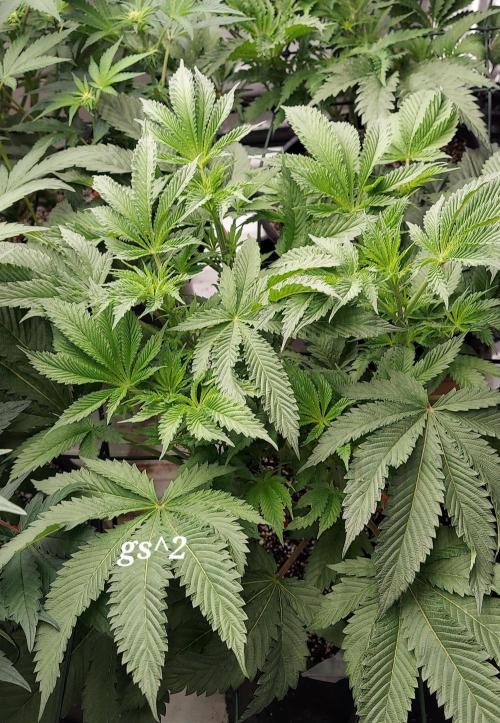The Garden 2023-2 - HSC and Homebrew. Week 8