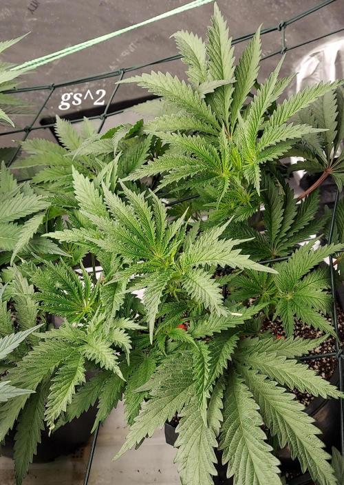 The Garden 2023-2 - HSC and Homebrew. Week 8