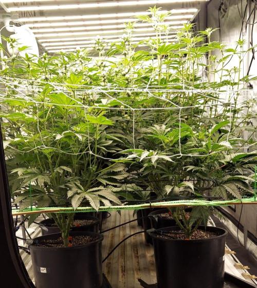 The Garden 2023-2 - HSC and Homebrew. Week 9 - 61 days