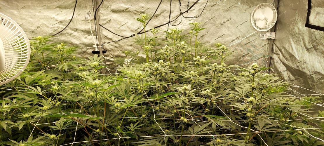 The Garden 2023-2 - HSC and Homebrew. Week 9 - 61 days