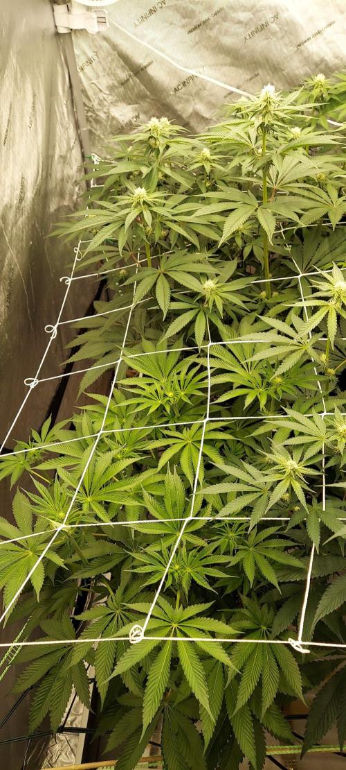The Garden 2023-2 - HSC and Homebrew. Week 9 - 61 days