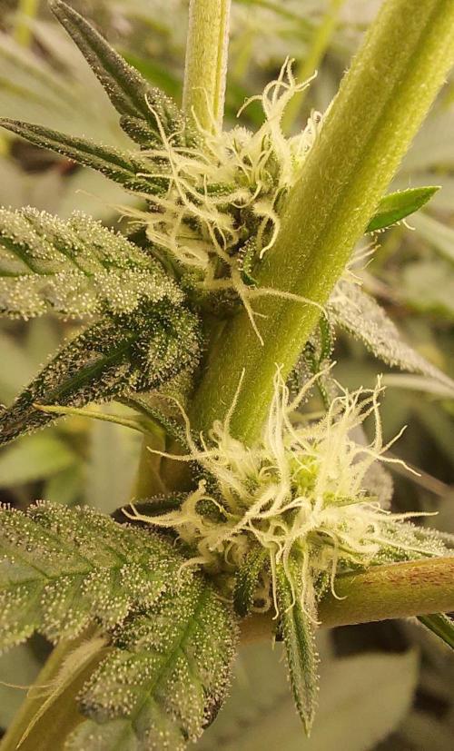 The Garden 2023-2 - HSC and Homebrew. Week 9 - 61 days