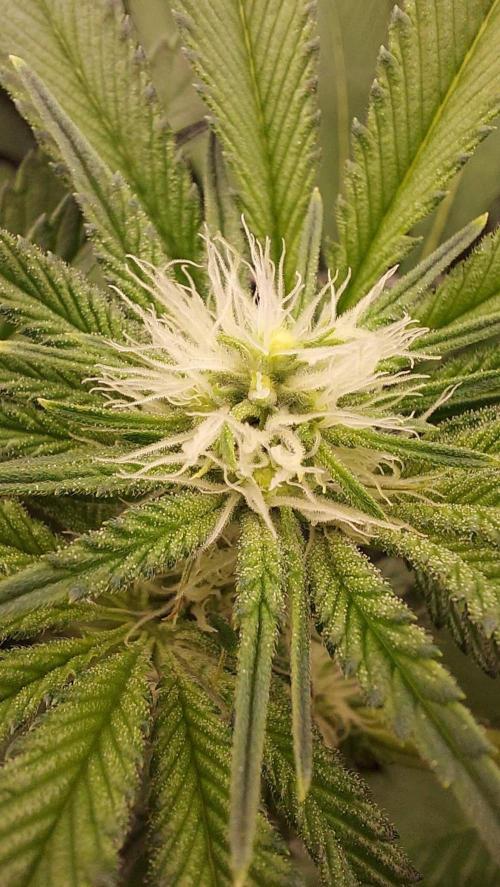 The Garden 2023-2 - HSC and Homebrew. Week 9 - 61 days