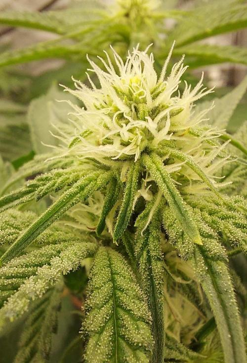 The Garden 2023-2 - HSC and Homebrew. Week 9 - 61 days