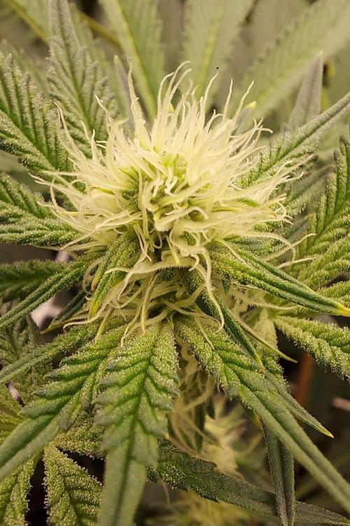 The Garden 2023-2 - HSC and Homebrew. Week 9 - 61 days
