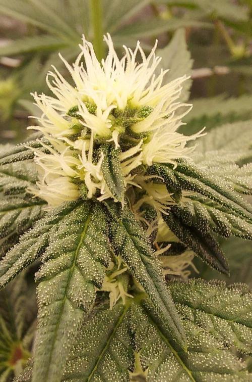 The Garden 2023-2 - HSC and Homebrew. Week 9 - 61 days