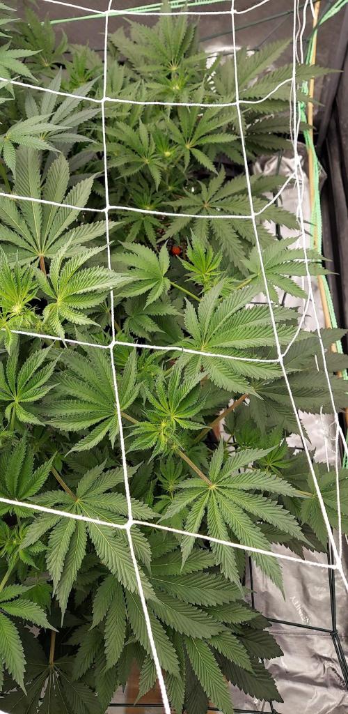 The Garden 2023-2 - HSC and Homebrew. Week 9 - 61 days