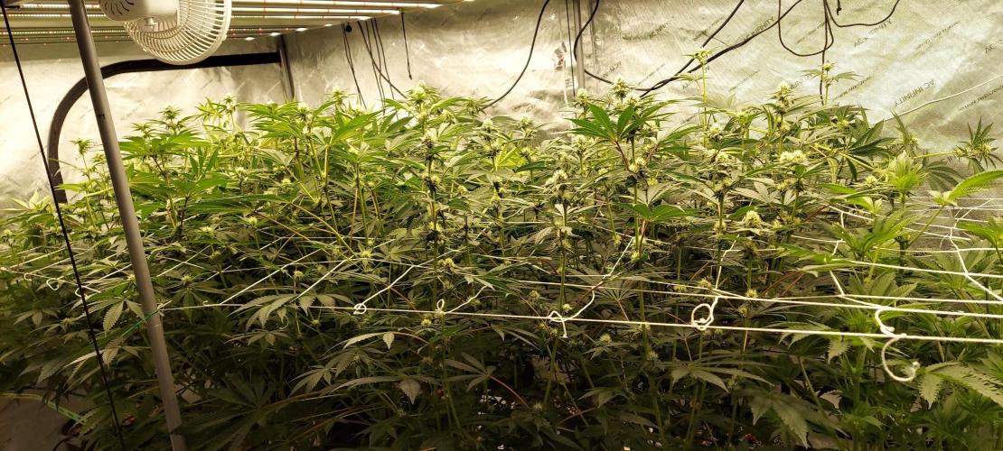 The Garden 2023-2 - HSC and Homebrew. Week 9 - 62 days