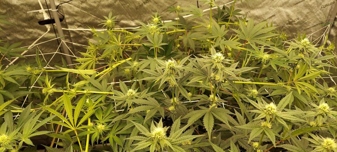 The Garden 2023-2 - HSC and Homebrew. Week 9 - 62 days
