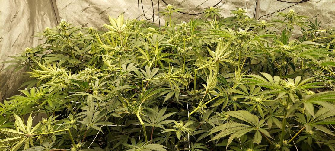 The Garden 2023-2 - HSC and Homebrew. Week 9 - 62 days