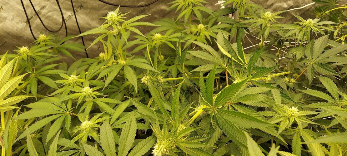 The Garden 2023-2 - HSC and Homebrew. Week 9 - 62 days