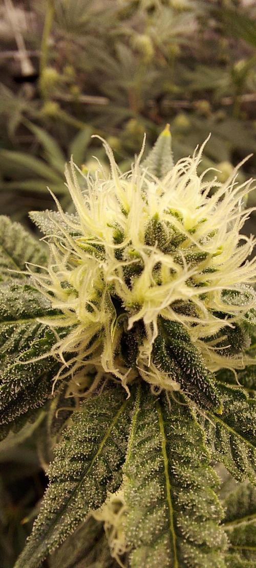 The Garden 2023-2 - HSC and Homebrew. Week 10