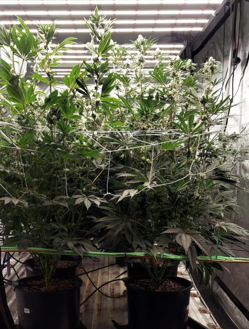 The Garden 2023-2 - HSC and Homebrew. Week 11