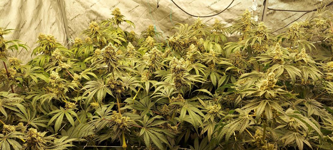The Garden 2023-2 - HSC and Homebrew. Week 14