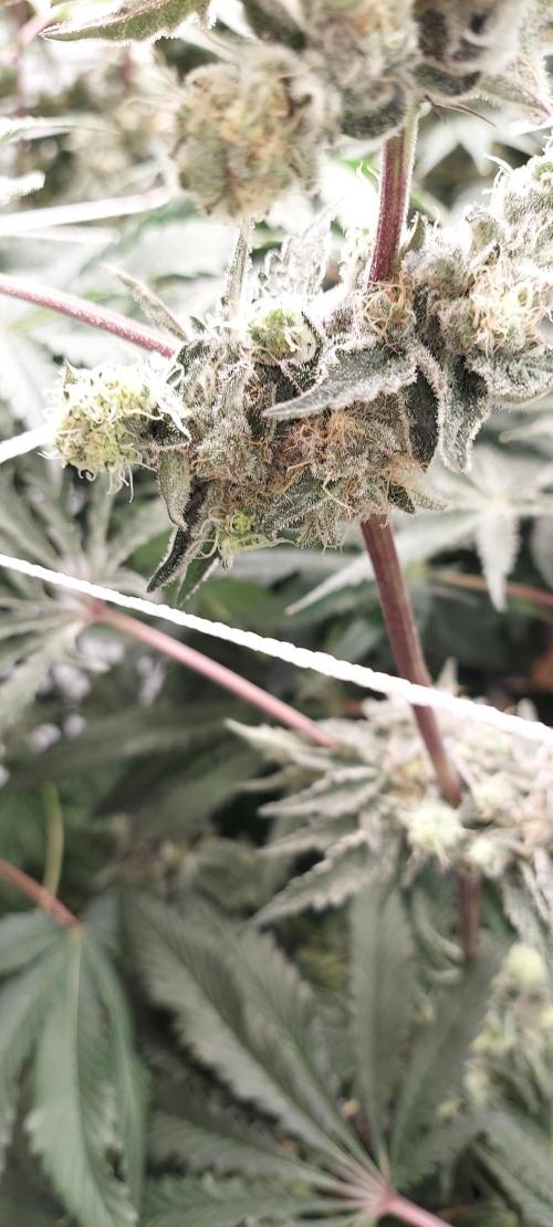 The Garden 2023-2 - HSC and Homebrew. Week 14