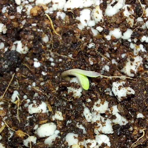 The Garden 2024-1 - Ethos and BBGS. Week 0