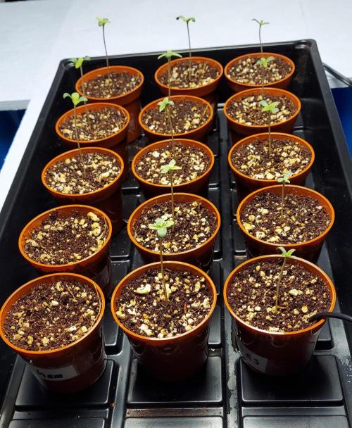 The Garden 2024-1 - Ethos and BBGS. Week 0
