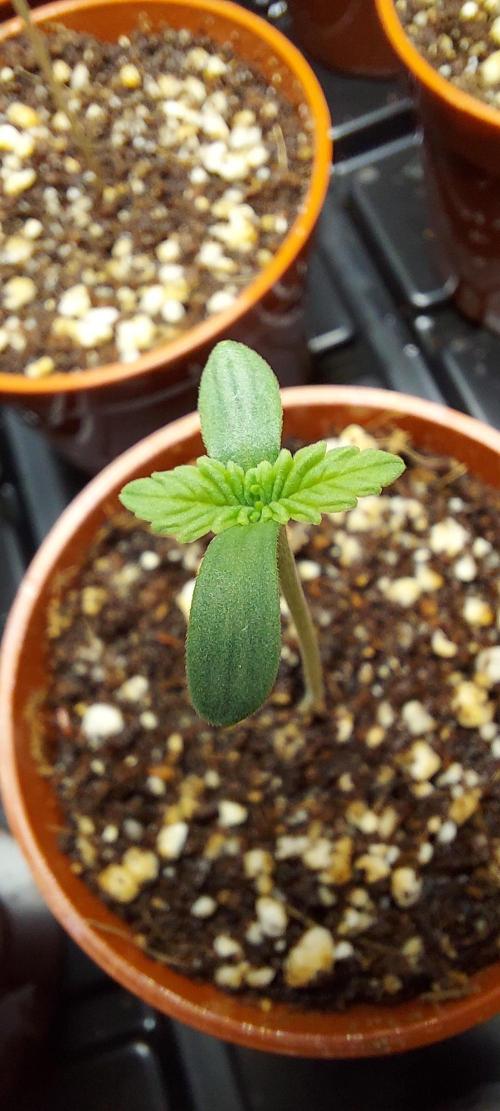 The Garden 2024-1 - Ethos and BBGS. Week 0
