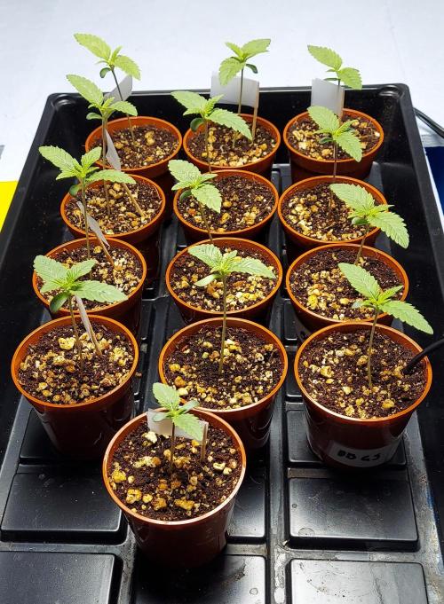 The Garden 2024-1 - Ethos and BBGS. Week 1 - 8 days