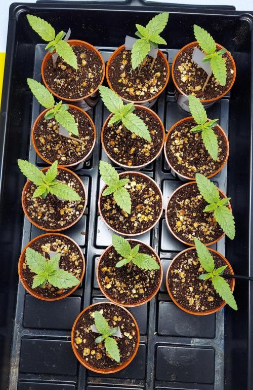 The Garden 2024-1 - Ethos and BBGS. Week 1 - 8 days