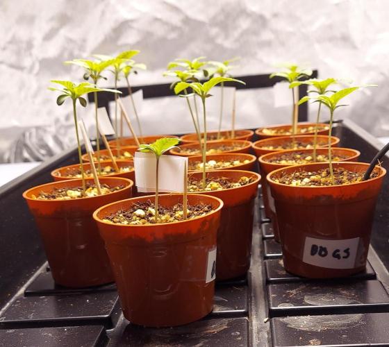 The Garden 2024-1 - Ethos and BBGS. Week 1 - 8 days