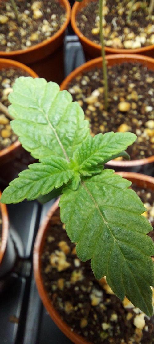 The Garden 2024-1 - Ethos and BBGS. Week 1 - 8 days