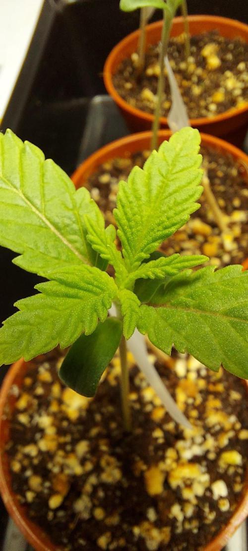 The Garden 2024-1 - Ethos and BBGS. Week 1 - 8 days