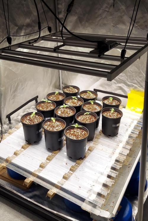The Garden 2024-1 - Ethos and BBGS. Week 1 - 9 days