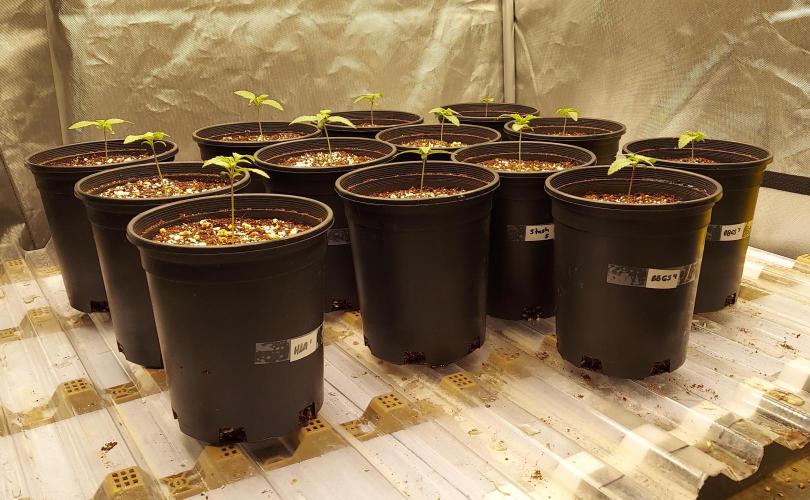 The Garden 2024-1 - Ethos and BBGS. Week 1 - 9 days