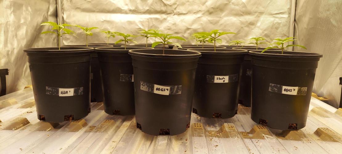 The Garden 2024-1 - Ethos and BBGS. Week 2