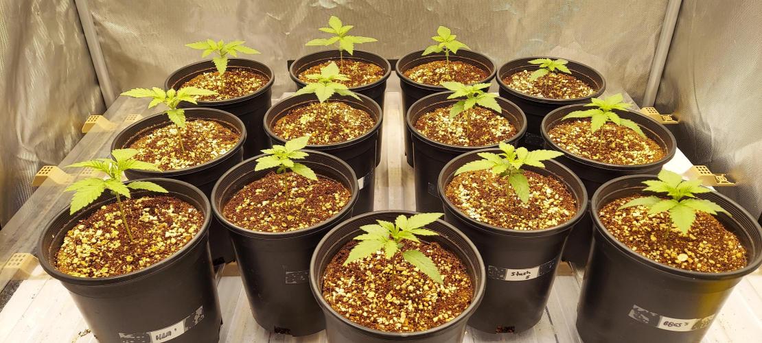 The Garden 2024-1 - Ethos and BBGS. Week 2