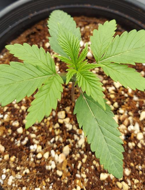 The Garden 2024-1 - Ethos and BBGS. Week 2