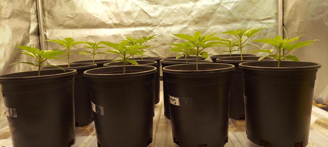 The Garden 2024-1 - Ethos and BBGS. Week 3 - 16 days