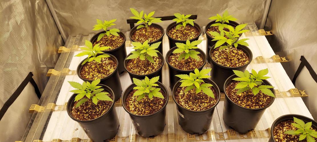 The Garden 2024-1 - Ethos and BBGS. Week 3 - 16 days
