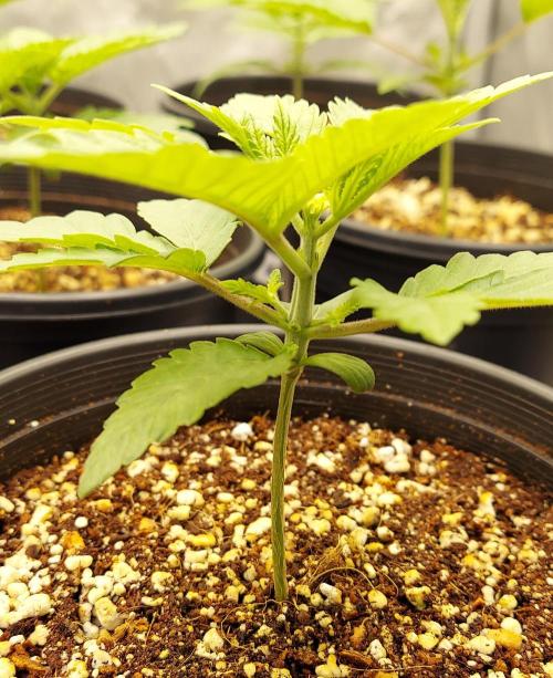 The Garden 2024-1 - Ethos and BBGS. Week 3 - 16 days