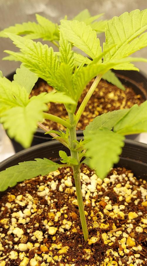 The Garden 2024-1 - Ethos and BBGS. Week 3 - 16 days