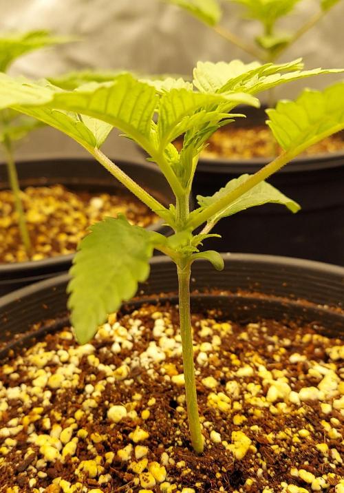 The Garden 2024-1 - Ethos and BBGS. Week 3 - 16 days