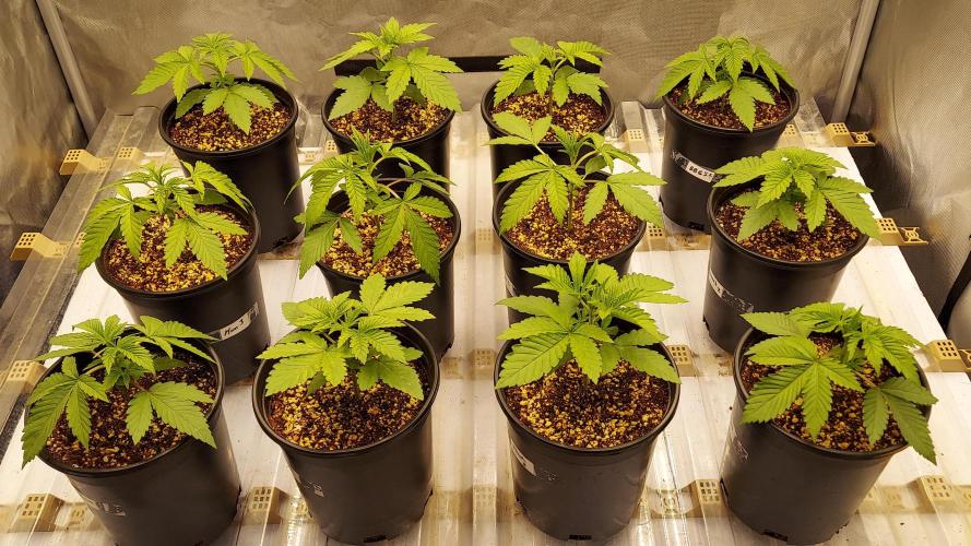 The Garden 2024-1 - Ethos and BBGS. Week 3 - 18 days