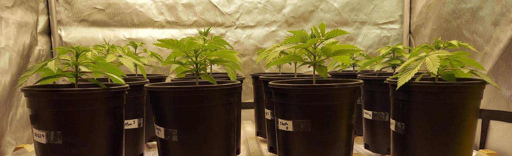 The Garden 2024-1 - Ethos and BBGS. Week 3 - 18 days