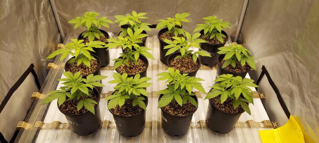 The Garden 2024-1 - Ethos and BBGS. Week 3 - 21 days