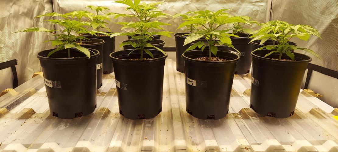 The Garden 2024-1 - Ethos and BBGS. Week 3 - 21 days
