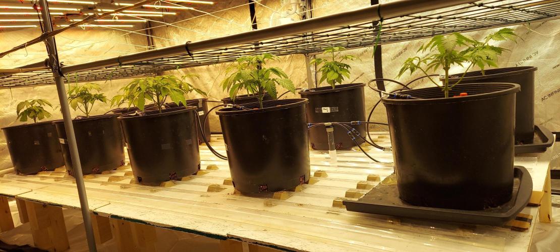 The Garden 2024-1 - Ethos and BBGS. Week 4