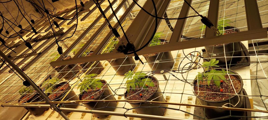 The Garden 2024-1 - Ethos and BBGS. Week 4
